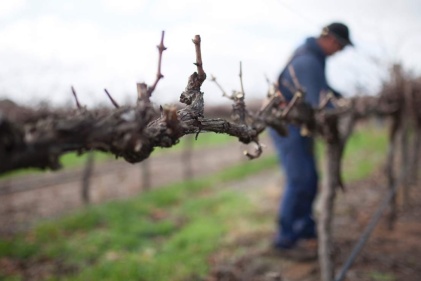 A close up of a vine being trimmed by a pruner on the vineyard.