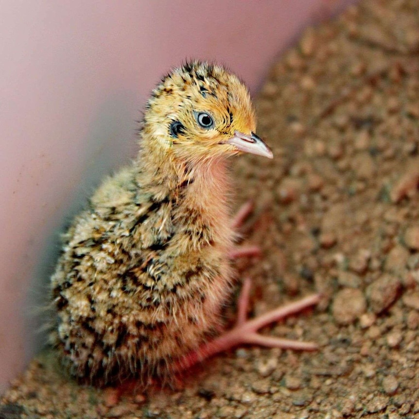 A six day old plains-wanderer, that has been bred at Sydney's Taronga Zoo.