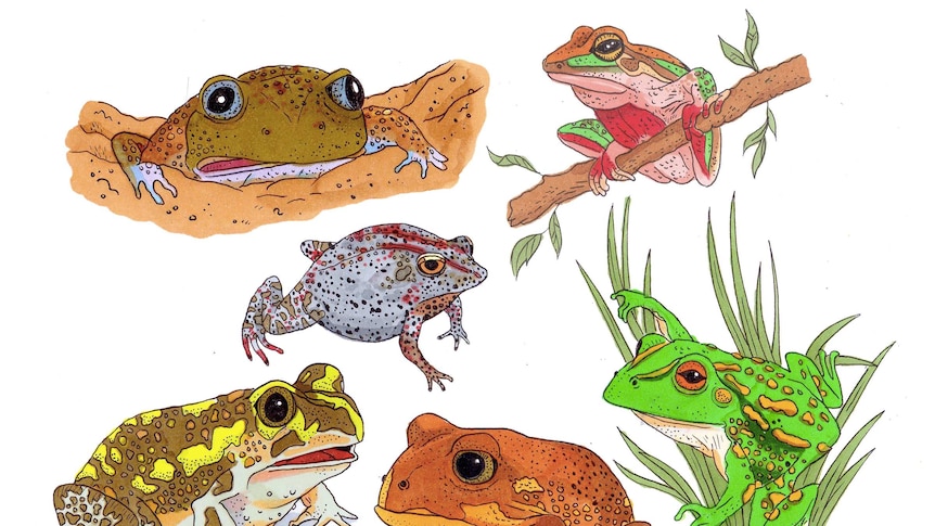 A composite image featuring illustrations of six Australian cold weather frogs.