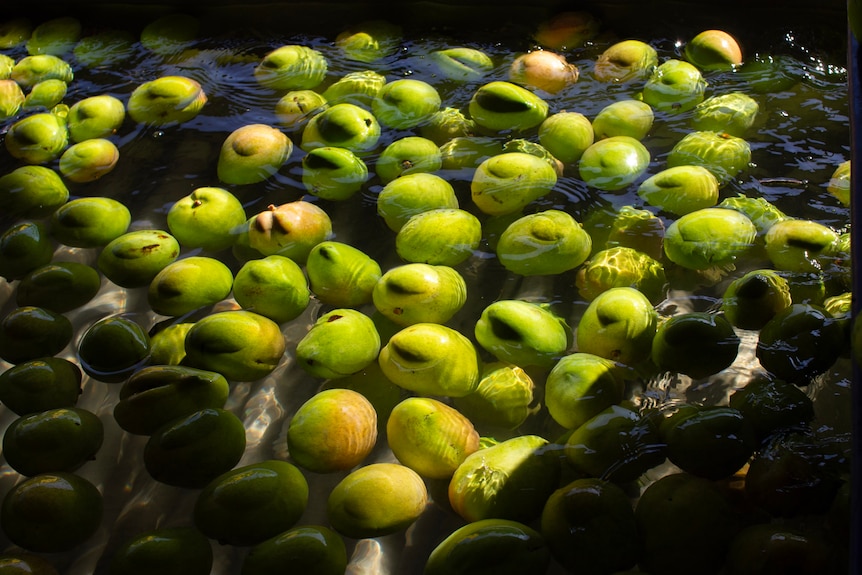 mangoes being washed