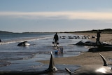 Sixty-five long-finned pilot whales were stranded on the Tasmania's north-west coast last weekend.