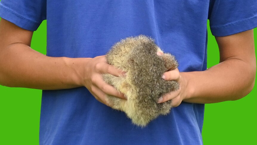A person holds a furry ball made from possum skins.