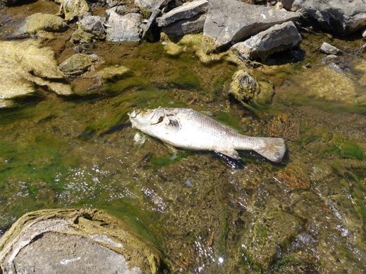 A dead barramundi in the MacArthur River, which local man Gadrian Hoosan said was poisoned by zinc mining in the area.