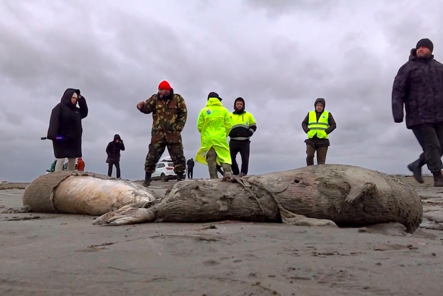 几个穿着醒目的夹克的人站在海滩上，身后是一只浑身是泥的死海豹。