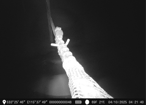 A night vision image of a baby possum riding on its mother's back as they cross a rope bridge.