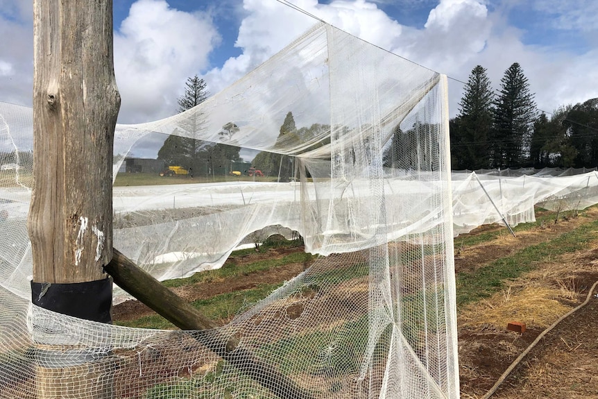 Bblueberry nets torn in pieces