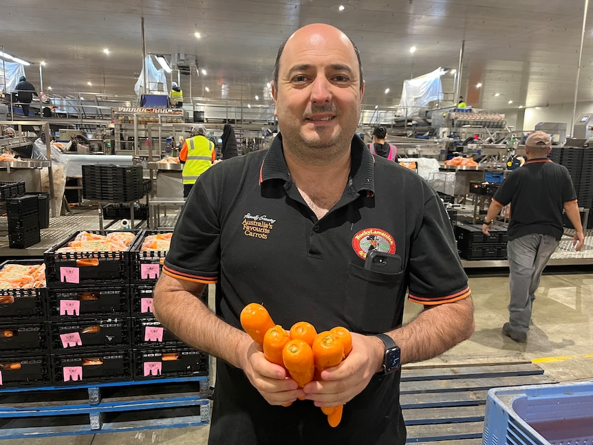 Angelo Lamattina holds six carrots and the packing equipment is in the background