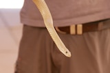 An eastern brown snake, it is a very light brown colour with dark brown tips on its scales.