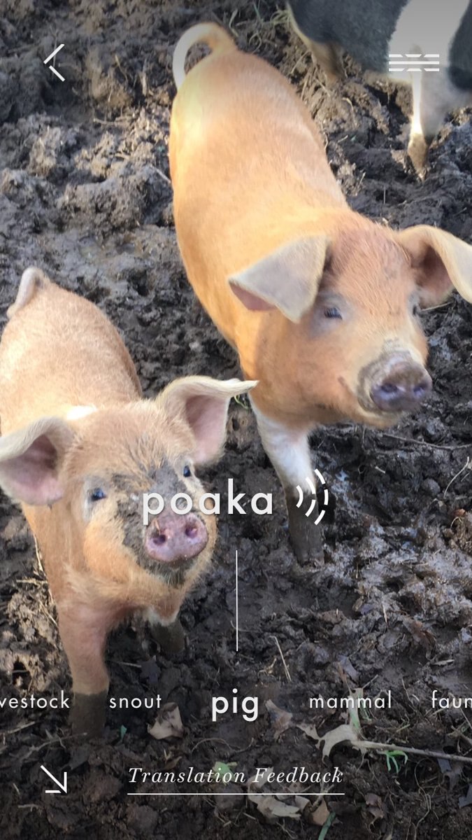 A screenshot of an image of two pigs with the Māori word poaka beneath.