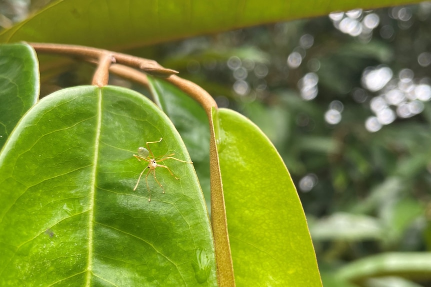 Close up of a yellow ant with a green back on a green leaf.