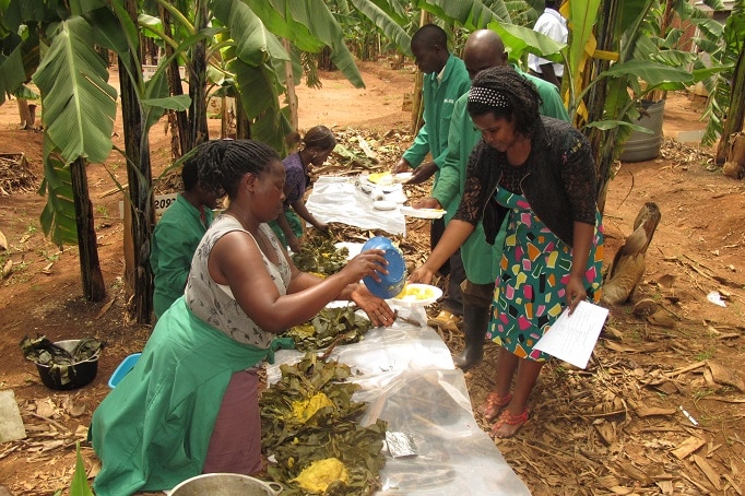 People work with bananas in a banana farm in Africa.