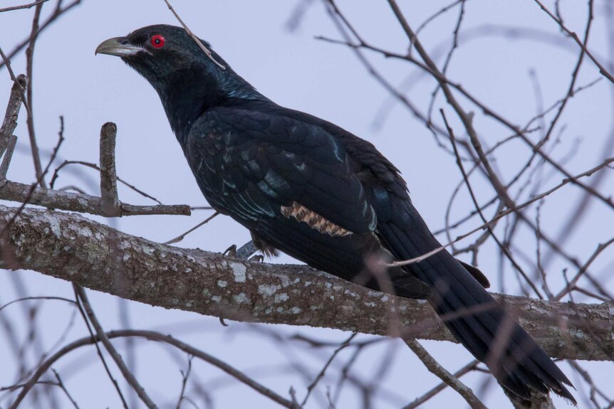 A black bird with red eyes perched on a tree branch.
