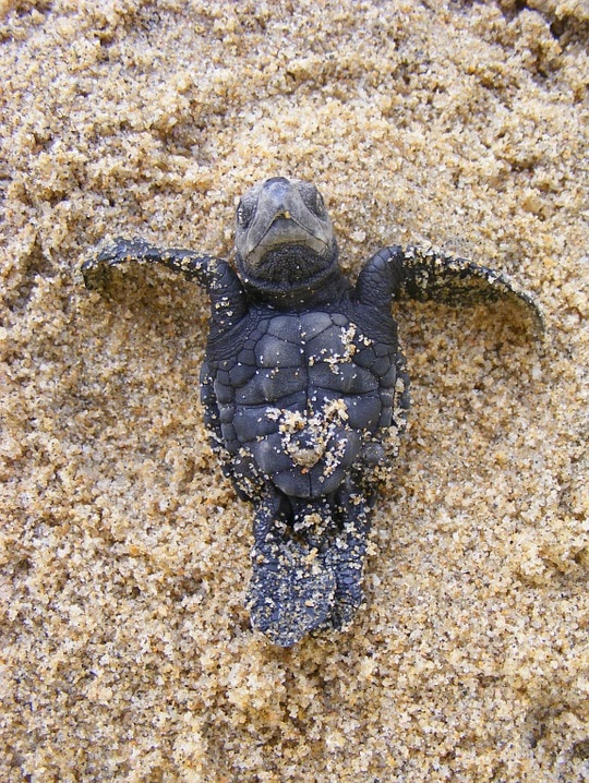 A baby olive ridley sea turtle.
