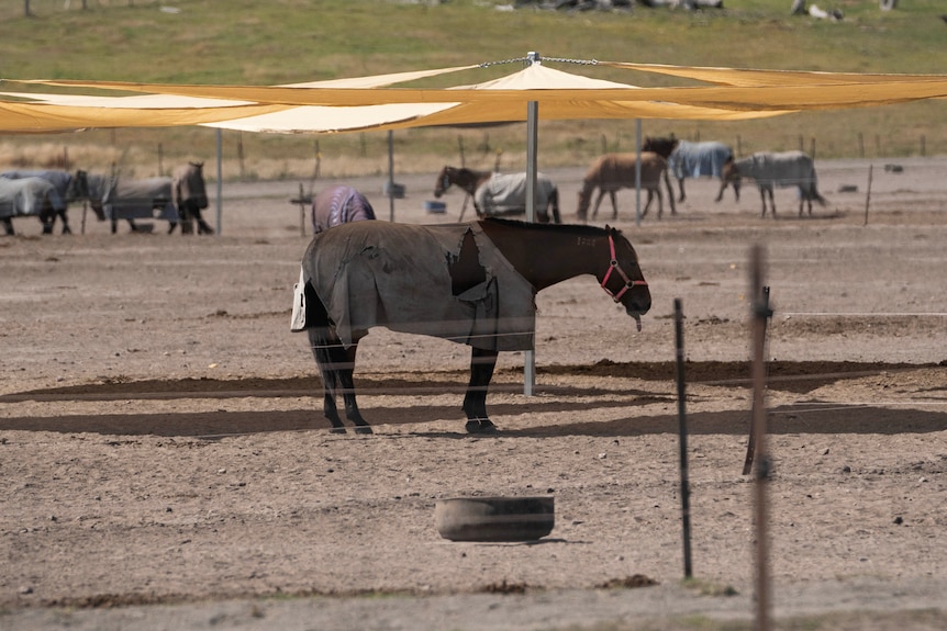 A horse wearing a coat standing under a shade cloth.