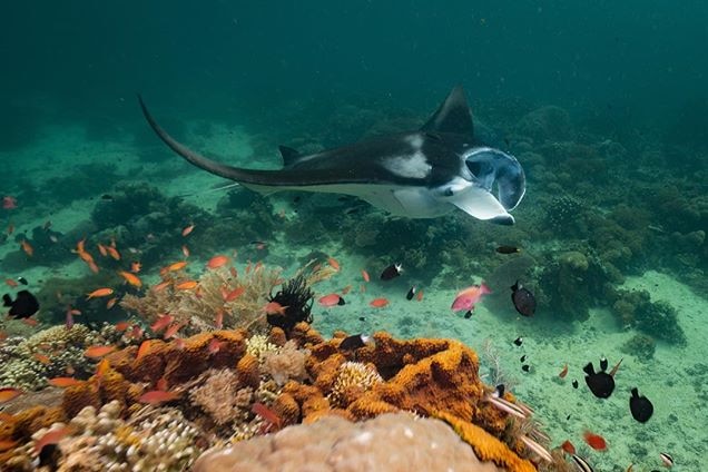 The effortless gliding of a reef manta ray next to some divers. 