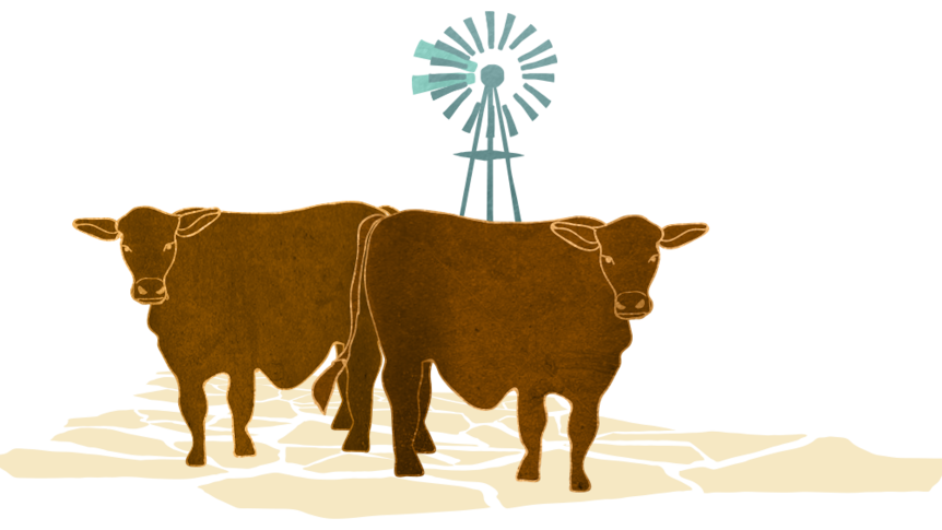 Illustration: Cattle grazing