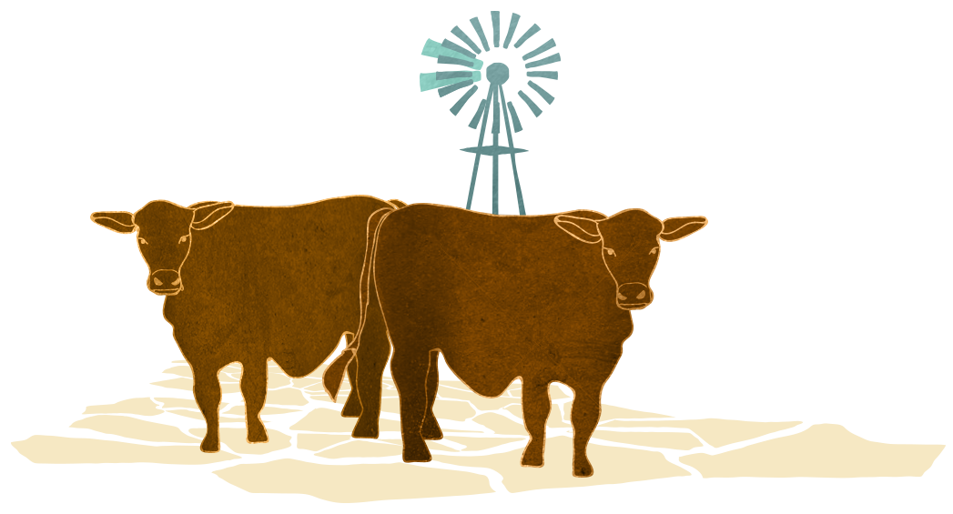 Illustration: Cattle grazing