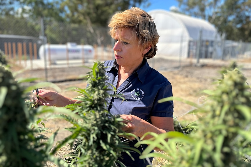 A woman with short dark hair inspects cannabis plants on a farm.