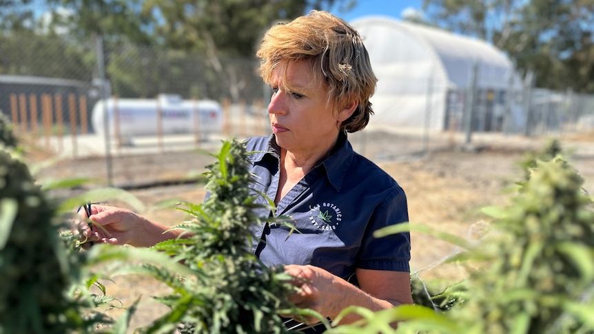 A woman with short dark hair inspects cannabis plants on a farm.