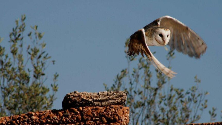A common barn owl takes flight at Alice Springs Desert Park
