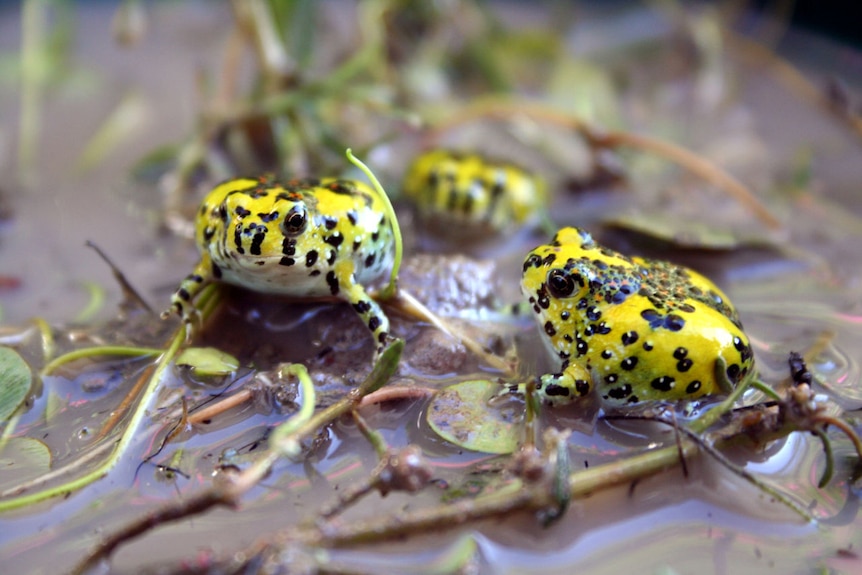 Two fat frogs, bright yellow with black and brown spots on wet muddy ground.