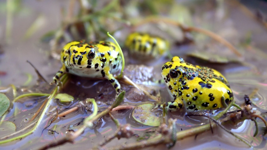 Two fat frogs, bright yellow with black and brown spots on wet muddy ground.