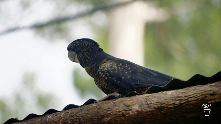 Black cockatoo with yellow dapples on head and wings
