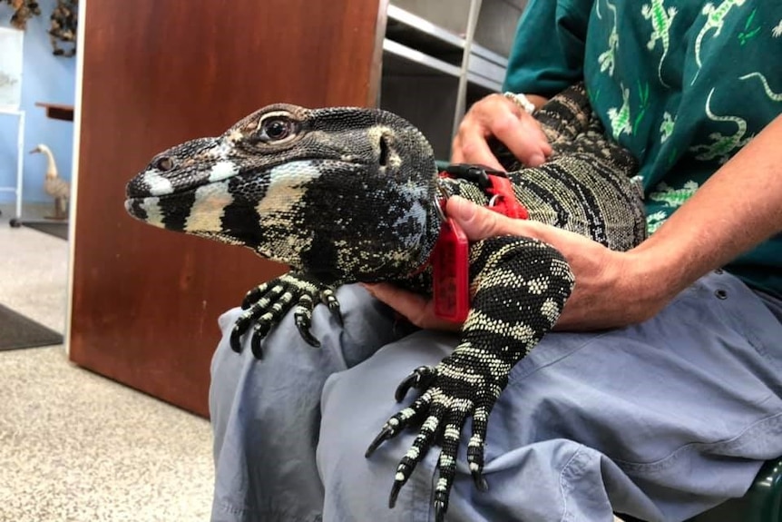 Close up of a person holding a large exotic lizard on their lap.