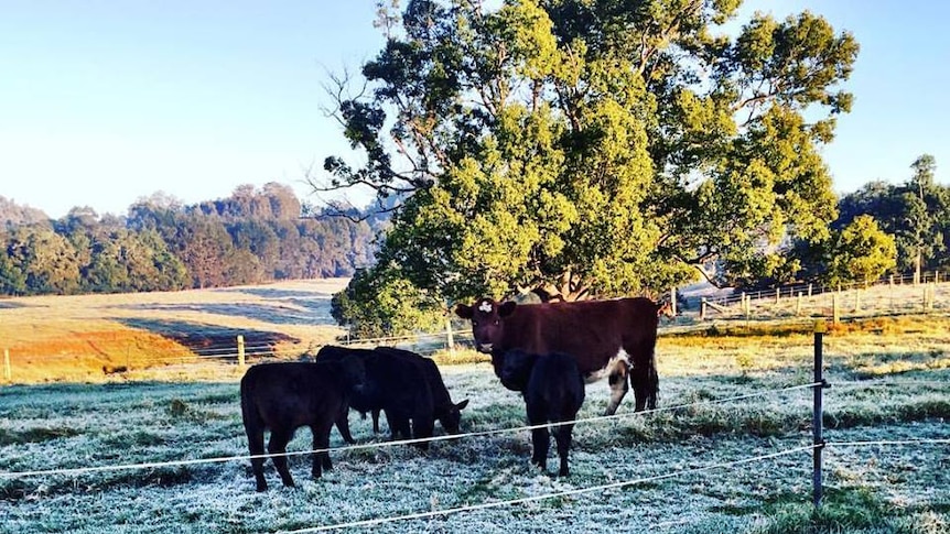 Three cows grazing on farmland covered in frost.