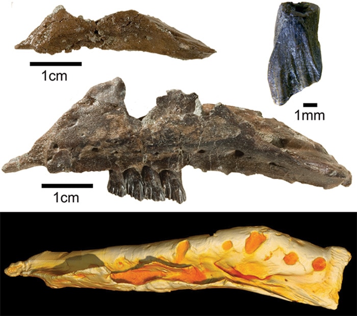 Fossils and 3D CT model of Galleonosaurus jawbone