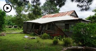 Wide shot of an old abandoned wooden hut in a bush clearing.