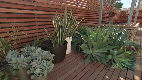 A Succulent Garden - Gardening Australia