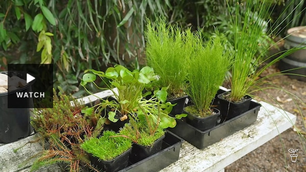 A range of aquatic plants in pots and trays. Has Video.