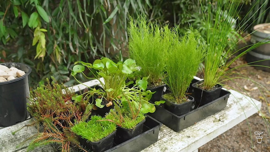 A range of aquatic plants in pots and trays.