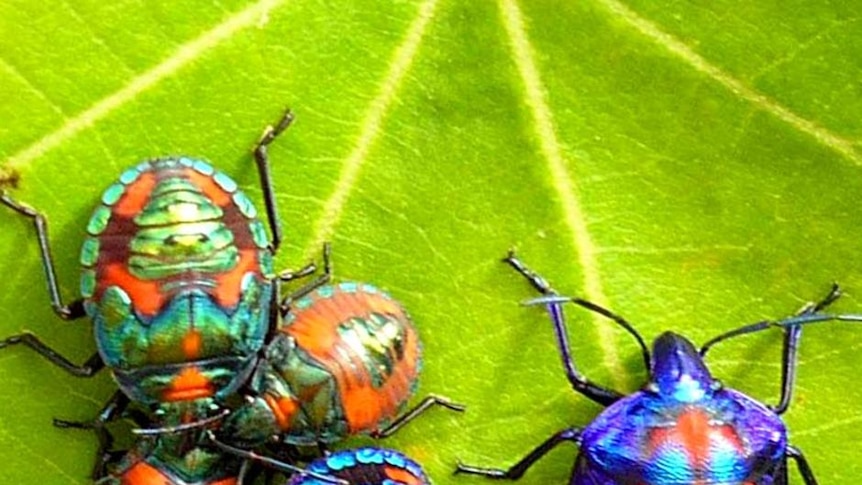 Jewel bugs sit on a leaf