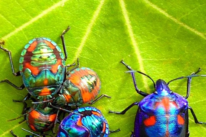 Jewel bugs sit on a leaf