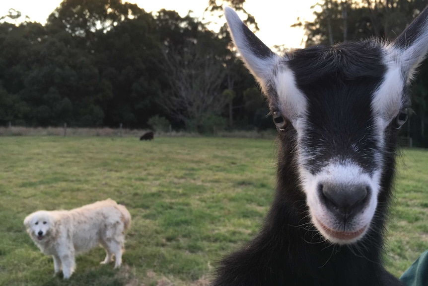 A kid looks at the camera with Ranger the Maremma sheepdog watching on.