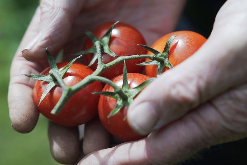 cherry tomatoes being held in a pair of hands, these tomatoes can be home grown in a veggie patch or hobby farm.