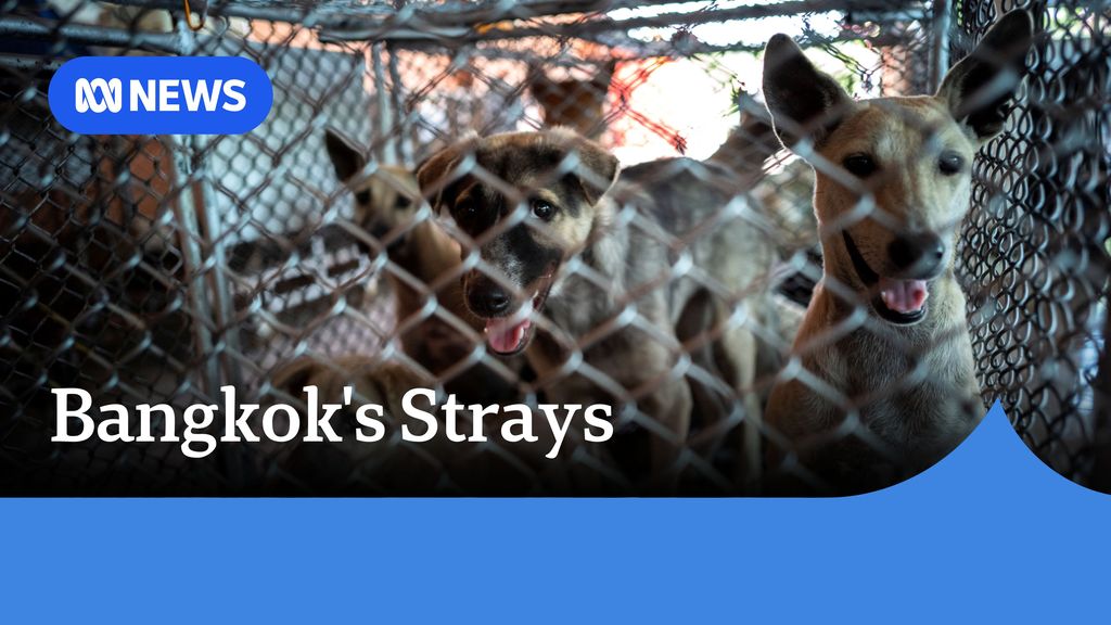 Dogs in a cage staring down the barrel of the camera