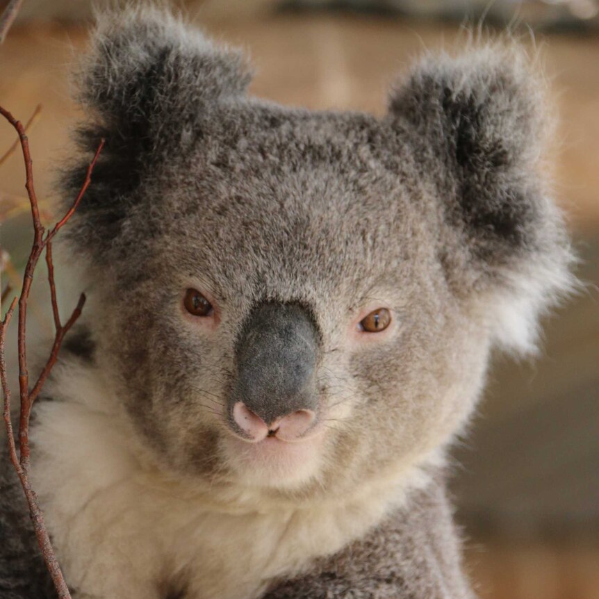 Koala in a tree eating gum leaves