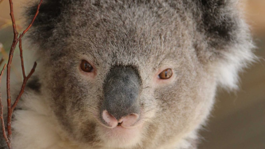 Close-up of a koala in a tree.