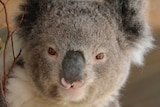 Close-up of a koala on a branch