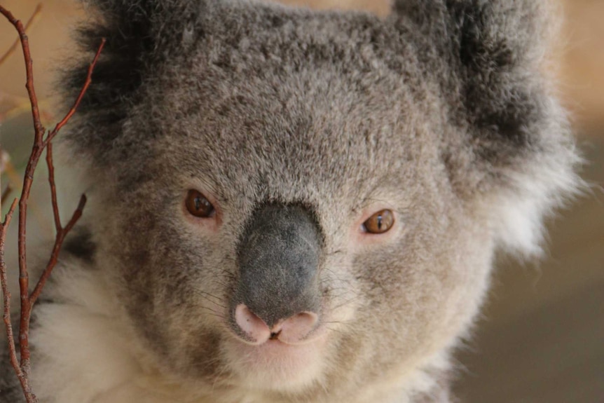 Close up of a koala in a tree eating hum leaves.