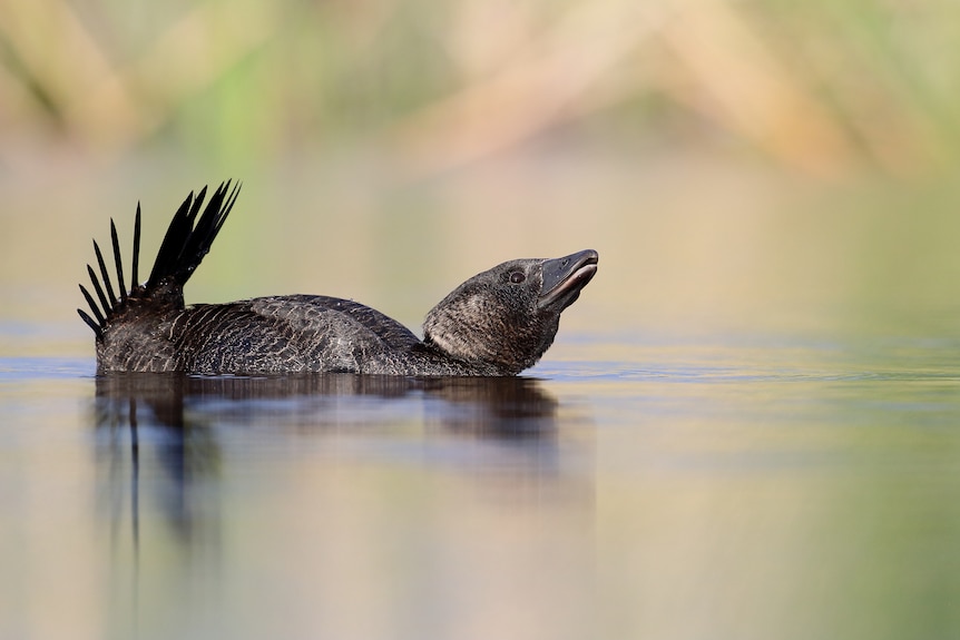 A dark grey-coloured bird sits on the water.