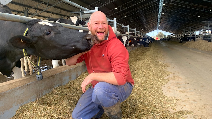 a man is kneeling patting a cow in a large shed