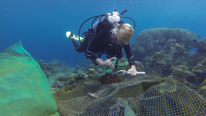 A diver injects a spiky crown of thorns starfish with a syringe filled with vinegar.