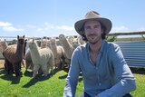 a man sits in front of a group of alpacas