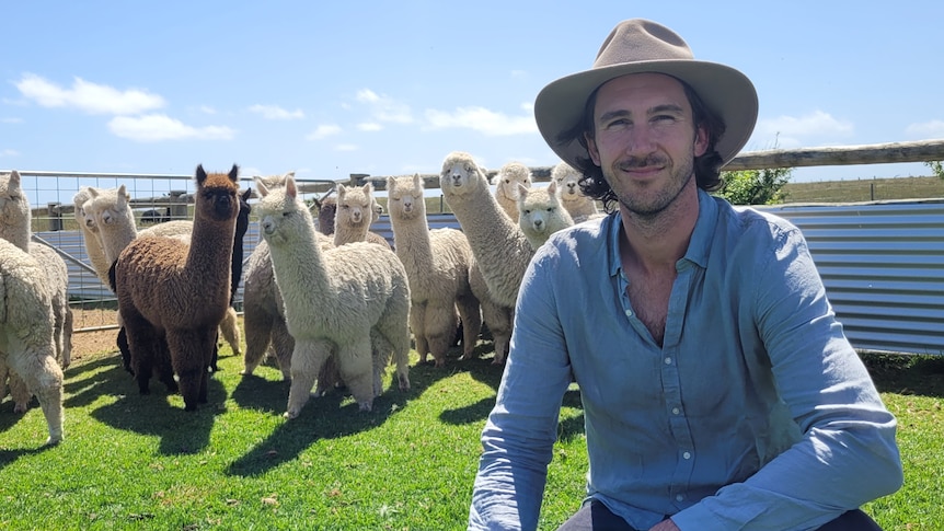 a man sits in front of a group of alpacas
