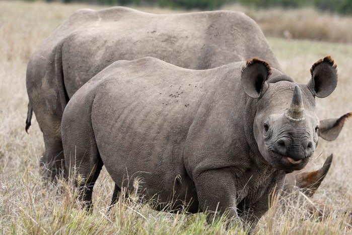 A black rhino in a paddock.