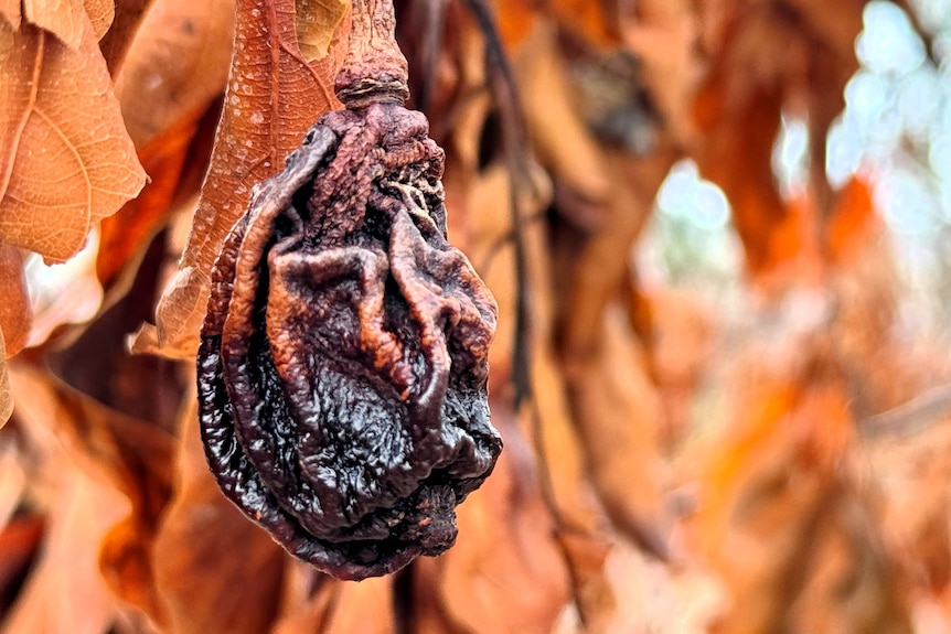 a shrivelled brown piece of fruit on a brown leafed tree